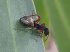 Dolichoderus scabridus