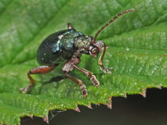 Plateumaris consimilis