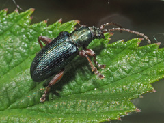 Plateumaris consimilis