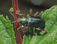 Plateumaris consimilis