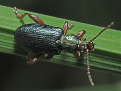 Plateumaris consimilis