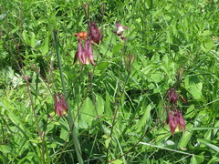 Aquilegia oxysepala