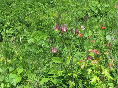 Aquilegia oxysepala