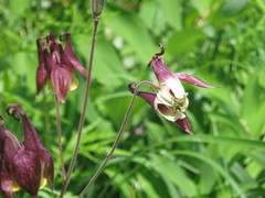 Aquilegia oxysepala