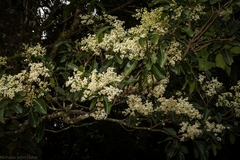 Flindersia bennettii