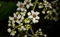 Flindersia bennettii