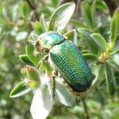 Diphucephala colaspidoides