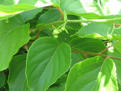 Actinidia arguta