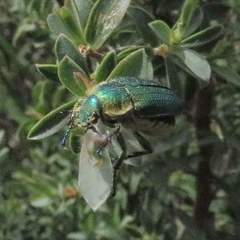 Diphucephala colaspidoides