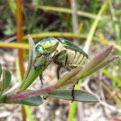 Diphucephala colaspidoides