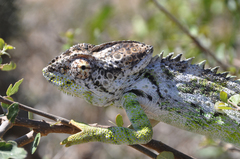 Furcifer verrucosus