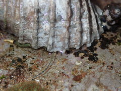 Clibanarius taeniatus