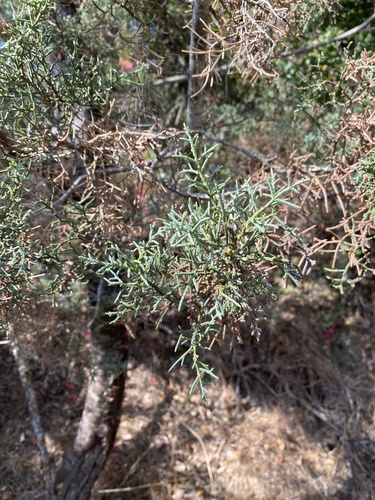 iNaturalist observation photo of western cypresses