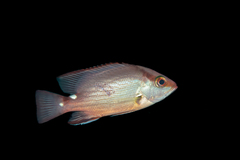 Timor Snapper photo 2