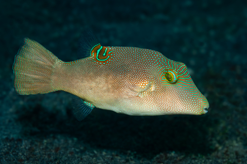 Compressed toby (Canthigaster compressa) — Tetraodontidae