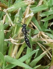 Tiphia vernalis