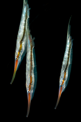 Grooved Razorfish photo 2