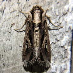 Spodoptera dolichos