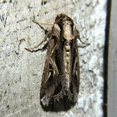 Spodoptera dolichos
