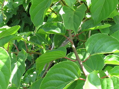 Actinidia arguta