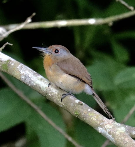 Nonnula frontalis