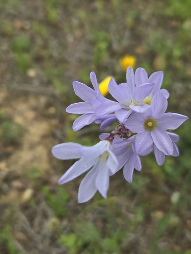 Image of Ixia rapunculoides by (c) Jo Roberts, some rights reserved (CC BY)