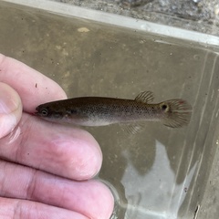 Mangrove Rivulus photo 2