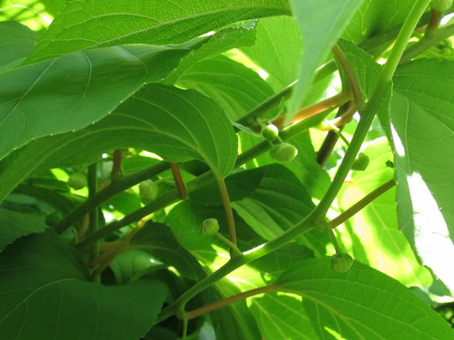 Actinidia arguta