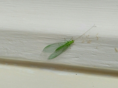 Pseudomallada prasinus