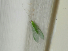 Pseudomallada prasinus