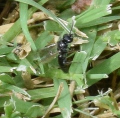 Tiphia vernalis