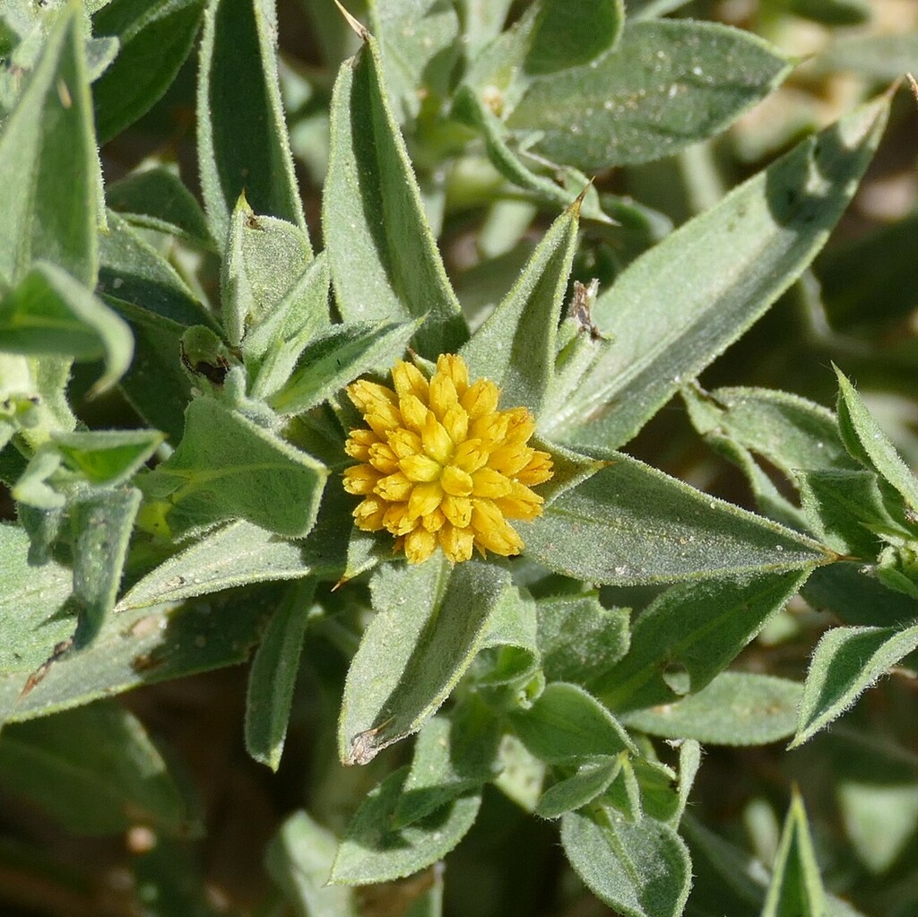 Geigeria rigida