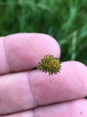 Carex muehlenbergii