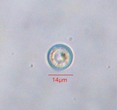 Coscinodiscophycidae
