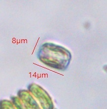 Coscinodiscophycidae