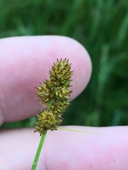 Carex muehlenbergii