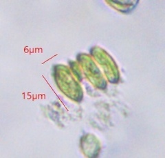 Scenedesmaceae