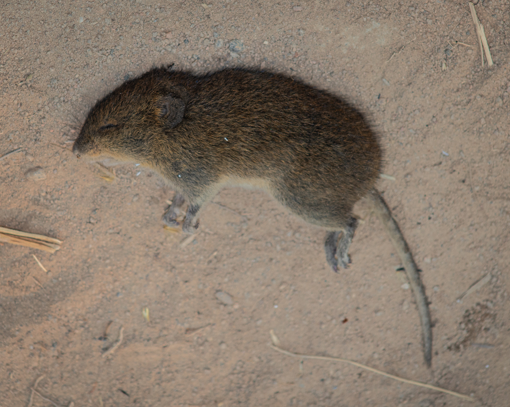 Cursor Grass Mouse