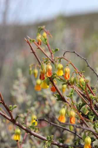 Wedge Dollsrose (Hermannia cuneifolia)