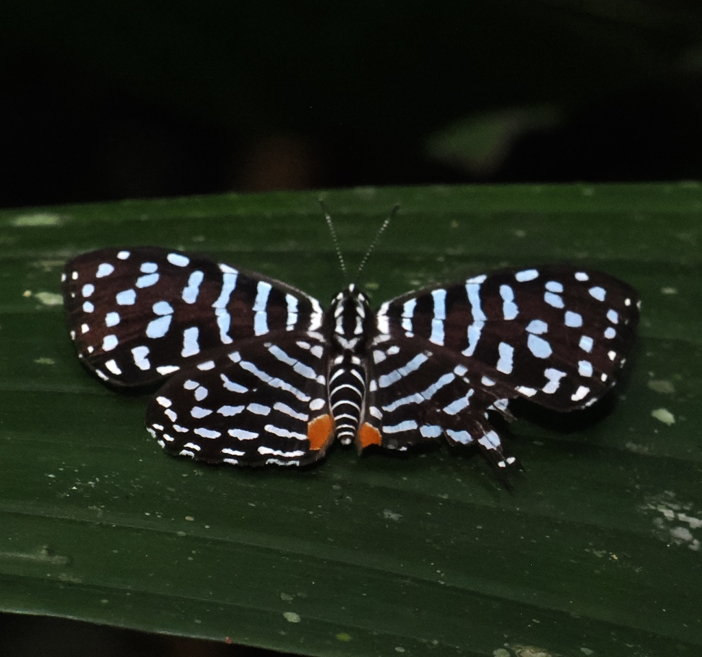 Napaea sylva