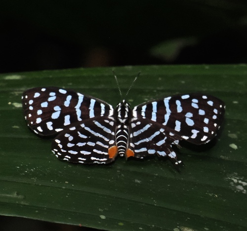 Napaea sylva
