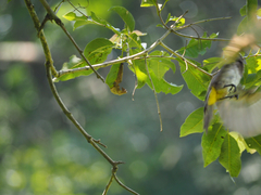 Pycnonotus barbatus tricolor