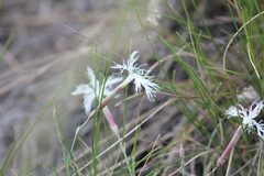 Dianthus arenarius