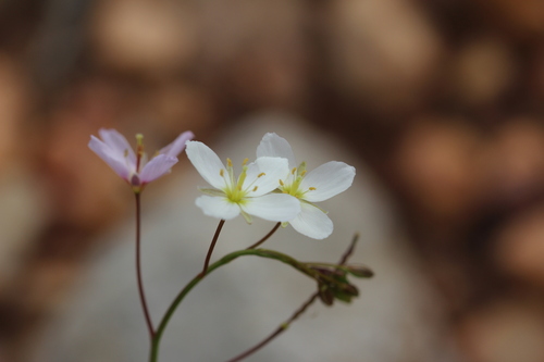 Image of Heliophila variabilis by (c) Karen Eichholz, some rights reserved (CC BY)