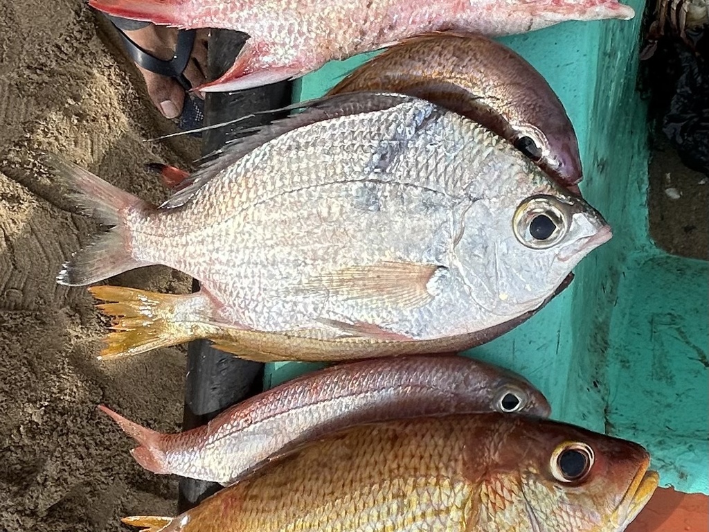 Nonbanded Whipfin Mojarra