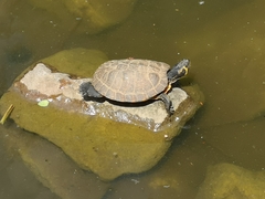 Trachemys scripta