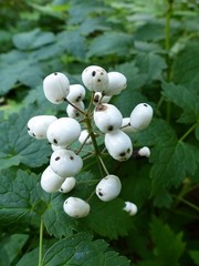 Actaea rubra neglecta