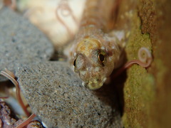 Lepidoblennius haplodactylus