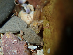 Lepidoblennius haplodactylus