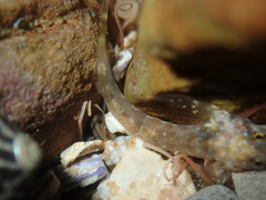 Lepidoblennius haplodactylus